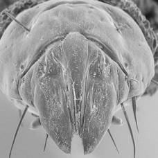 Жестокие личинки австралийских мух-убийц