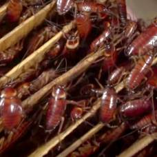 В китае для уничтожения мусора выращивают армию тараканов