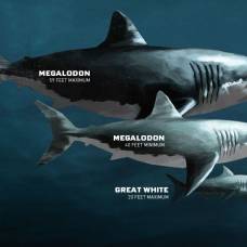 Озвучена новая причина вымирания гигантской акулы мегалодона