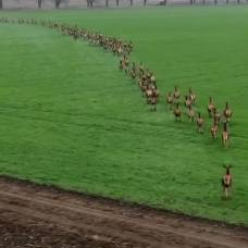 Сезонную миграцию сотен оленей в венгрии сняли на видео