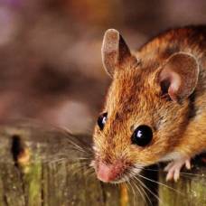 Ученые выяснили причины агрессивного отношения самцов мышей к своим детям