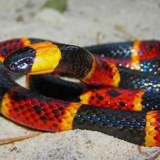 Неизвестный науке вид змеи обнаружен в желудке другой змеи