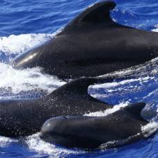 Ученые обнаружили диалект в «речи» черных дельфинов