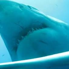 На гавайях удалось сфотографировать самую большую в мире акулу рядом с человеком