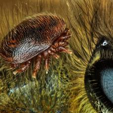Ученые назвали главную причину разрушения пчелиных семей