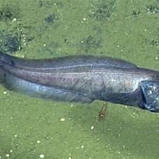 Учёные описали рыб, процветающих в "мёртвой зоне" океана