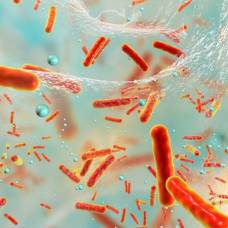 Бактерии жертвуют собой, чтобы защитить колонию от антибиотиков