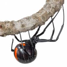 В африке найден новый ядовитый паук-гигант