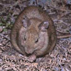 Большая прутогнёздная крыса (лат. leporillus conditor)