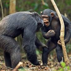 Ученые обнаружили сходства между языком шимпанзе и человека