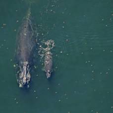 Семеро редких китят обнаружены в атлантическом океане этой зимой