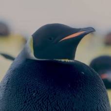 Императорский пингвин черного окраса попал на видео