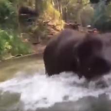Тайский гид снял на видео нападение слона на туристов