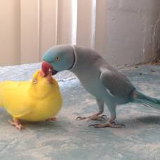 Забавный брачный танец попугая