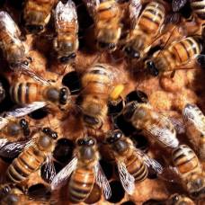 Биологи заметили, что пчелы перестают танцевать