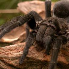 Гигантские пауки оказались причиной смертности многих животных