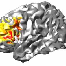 Успешное изучение языков связали со способностью мозга синхронизировать звуковые сигналы