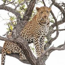 Леопард погнался за обезьяной и застрял на дереве