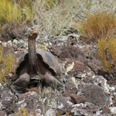На далёком острове нашли гигантскую черепаху, которую считали вымершей ещё 100 лет