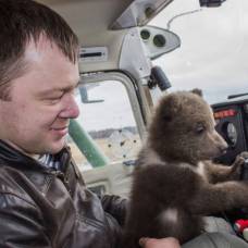 Как лётчики усыновили медведя