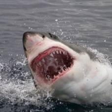 Белые акулы могут выдержать многое — даже содержание тяжелых металлов в крови