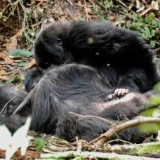 Доказано, что гориллы собираются вокруг мертвых сородичей и ухаживают за их телами