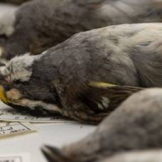 Как искусственное освещение зданий убивает перелетных птиц?