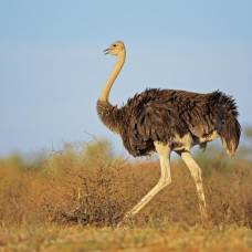 Биологи выяснили, как страусы потеряли способность к полету