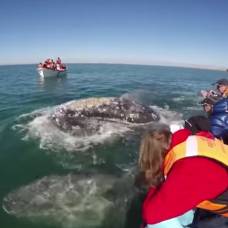 Огромный кит с детенышем приплыли к туристам, чтобы поиграть