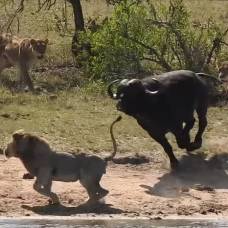 Стадо буйволов спасает собрата от гибели в лапах львов