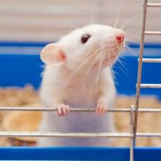 Ученые засняли необычное поведение мышей на мкс