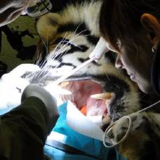 Как лечать зубы тигру