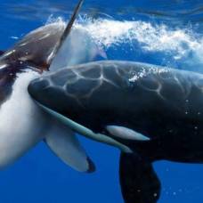 У белых акул обнаружился более кровожадный враг
