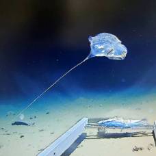 В индийском океане обнаружили существо, похожее на воздушный шар