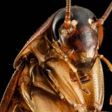 Почему таракана так сложно убить?