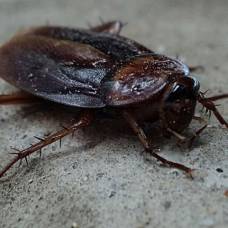 Сумасшедший «тараканий челлендж»: люди делают селфи с тараканами на лице