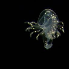 Загадочные подводные личинки ставят ученых в тупик