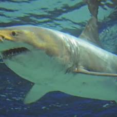 10 больших белых акул, которые появились явно не вовремя