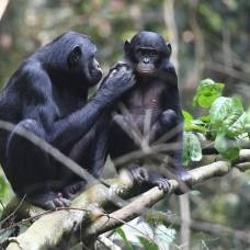 Самки бонобо становятся свахами и телохранителями своих сыновей