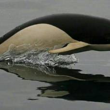 Китовидные дельфины (лат. lissodelphis)
