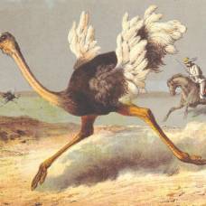 Странная история о большой краже страусов 1911 года