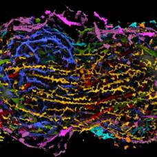 Биологи создали подробную модель деления клетки — изучить ее можно прямо сейчас