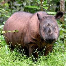 Умер последний известный самец суматранского носорога в малайзии