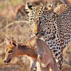 Леопард поймал детеныша антилопы