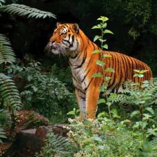 Почему яркая шерсть не мешает тиграм охотиться?