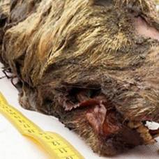 Найдена голова волка, пролежавшая в мерзлоте 40 тысяч лет