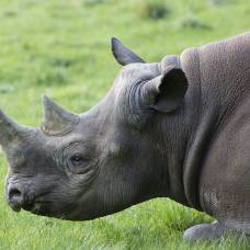 Отрастают ли заново рога у носорогов и бивни у слонов?