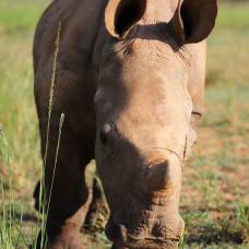 Бесстрашный детеныш носорога попытался защитить мать от браконьеров