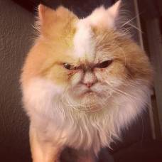 Шестилетний перс с суровым взглядом - "преемник" сердитой кошки