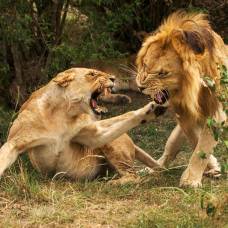 Война львов за территорию
